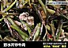 野水芹炒牛肉的做法