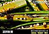 凉拌秋葵的做法