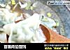 苜蓿肉馅馄饨的做法