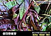 保存香椿芽的做法