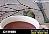 五谷杂粮糊的做法