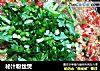 秘汁粉丝煲的做法