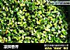 凉拌香芹的做法