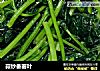 蒜炒番薯叶的做法