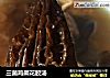 三菌鸡架花胶汤的做法