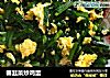 春韭菜炒鸡蛋的做法