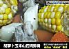 胡萝卜玉米山药炖排骨的做法