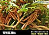 苦菊豆腐丝的做法