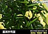 韭菜炒鸡蛋的做法