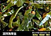 凉拌海带丝的做法