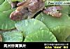 肉片炒莴笋片的做法