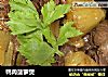 鸭肉菠萝煲的做法