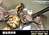 鲍鱼煲排骨的做法