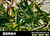 豆豉蒸鱼片的做法