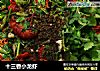 十三香小龙虾的做法
