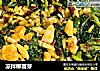 凉拌柳蒿芽的做法