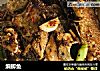 煸鲫鱼的做法