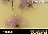 芒果慕斯的做法