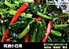蚝油小白菜的做法