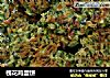 槐花鸡蛋饼的做法