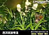 西洋菜猪骨汤的做法