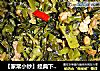 【家常小炒】经典下饭菜—雪菜烧肉的做法