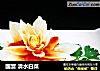 国宴 清水白菜的做法