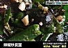 辣椒炒皮蛋的做法