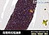 乌饭肉松包油条的做法