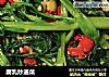 腐乳炒通菜的做法