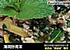 薄荷炒肉末的做法