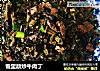 雪里蕻炒牛肉丁的做法