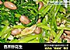 香芹炒花生的做法