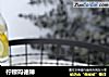 柠檬玛德琳的做法