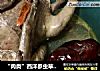 “肉类”西洋参虫草炖鸽子的做法