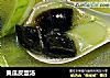 黄瓜皮蛋汤的做法