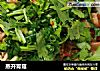 蒸开胃菇的做法