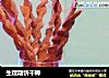 生理期饼干棒的做法