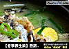 【冬季养生菜】香浓开胃—荷包蛋煮黄骨鱼的做法