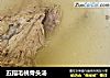 五指毛桃骨头汤的做法