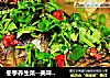 冬季养生菜--美味鱼头泡饼锅的做法