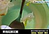 茉莉花鲜花蜜的做法