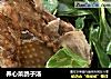 养心菜鸽子汤的做法