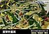 豆芽炒韭菜的做法
