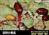 凉拌小黄瓜的做法