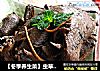 【冬季养生菜】虫草花黄精炖鹌鹑的做法