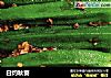 白灼秋葵的做法