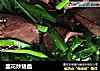 韭花炒猪血的做法