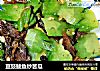 豆豉鲮鱼炒苦瓜的做法