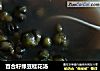 百合籽绿豆桂花汤的做法